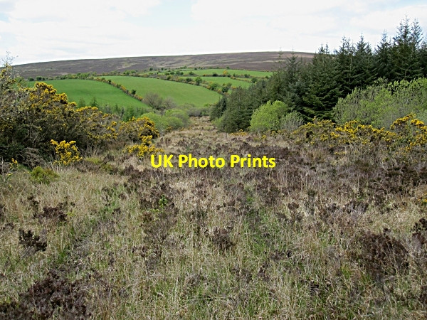 Photo 6"x4" Forest and Heath Saint Mullin's c2012