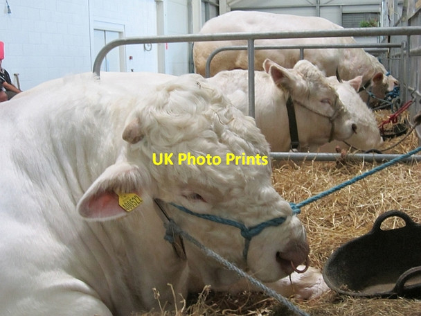 Photo 6"x4" Charolais, Highland Show Ratho Station c2012