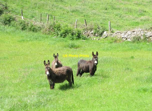 Photo 6"x4" Asses on a drumlin pasture Forkhill c2012