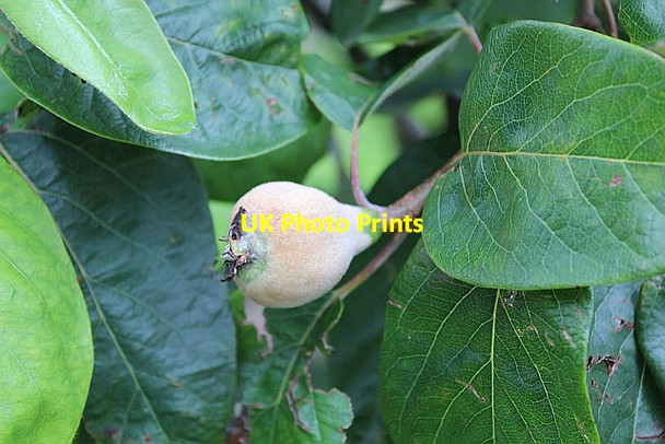 Photo 6"x4" Young quince fruit, Clive's Fruit Farm Tunnel Hill\/SO8440 c2012