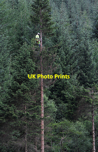 Photo 6"x4" Clearing trees by the A82 near Onich Inchree c2012