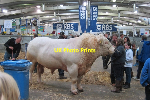 Photo 6"x4" Charolais, Highland Show Ratho Station c2012