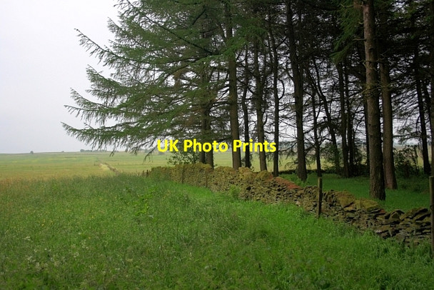 Photo 6"x4" Edge of Shillito Wood Moorhall\/SK3074 c2012