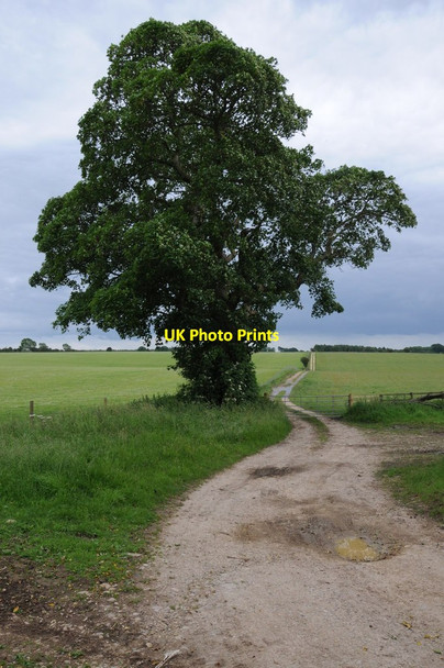 Photo 6"x4" Tree and track Northleach c2012