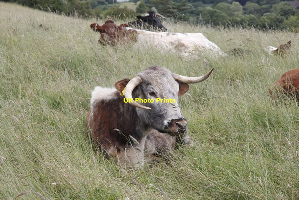 Photo 6"x4" Look at those horns Streatley\/SU5980 c2012