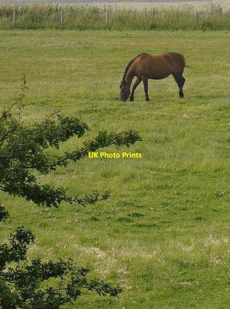 Photo 6"x4" Horse pasture near Nagden Cottages Faversham c2012