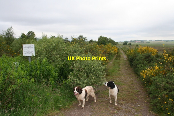 Photo 6"x4" The lane to the Dalchork bird hide Tirryside c2012
