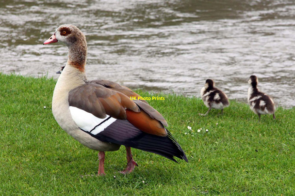 Photo 6"x4" An Egyptian goose and goslings on Pangbourne Meadow Pangbourne c2012