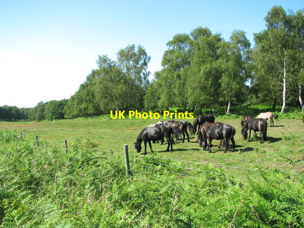 Photo 6"x4" Dartmoor Ponies in Dunwich Forest Dunwich c2012 P2