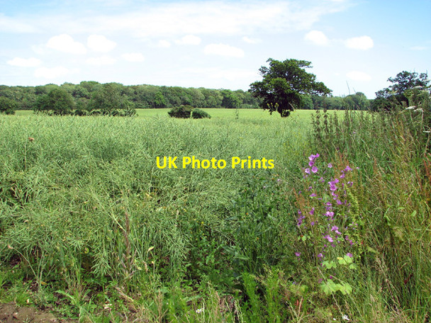 Photo 6"x4" View towards Great Wood Little Glemham c2012