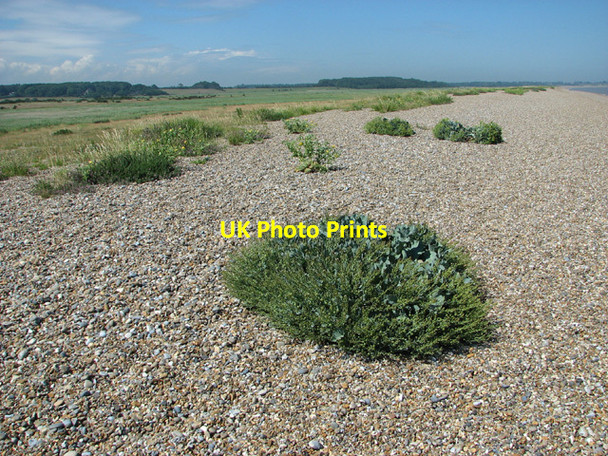 Photo 6"x4" Sea kale colonising shingle beach Dunwich c2012