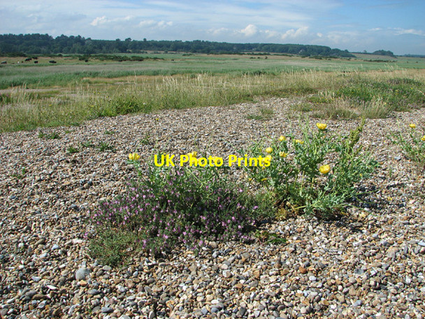 Photo 6"x4" Yellow Horned Poppies colonising shingle beach Dunwich c2012