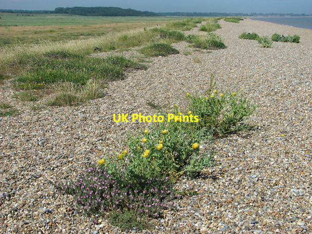 Photo 6"x4" Sea poppies on shingle beach Dunwich c2012