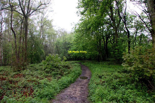 Photo 6"x4" Footpath through the wood Streatley\/SU5980 c2012