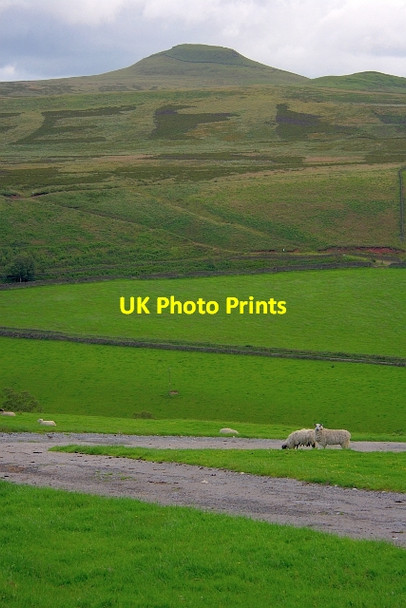 Photo 6"x4" Sheep on Track Wildboarclough c2012
