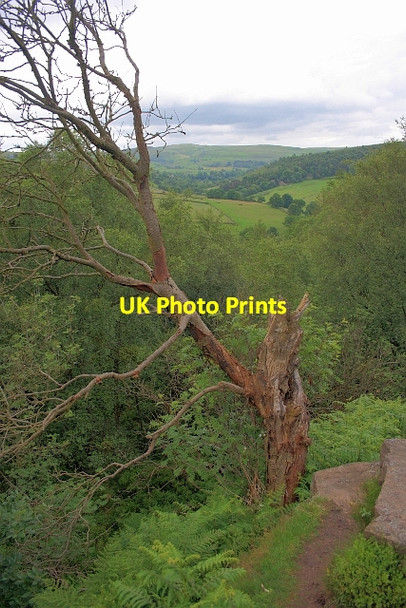 Photo 6"x4" Tree at Castle Cliff Rocks Allgreave c2012