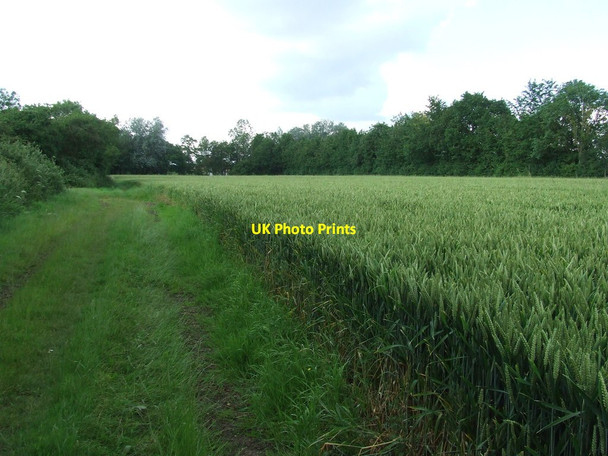 Photo 6"x4" Field Of Wheat Haverhill\/TL6645 c2012