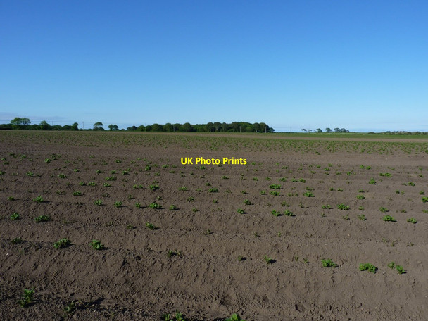 Photo 6"x4" Potato field near Craigiewells Pittenweem c2012