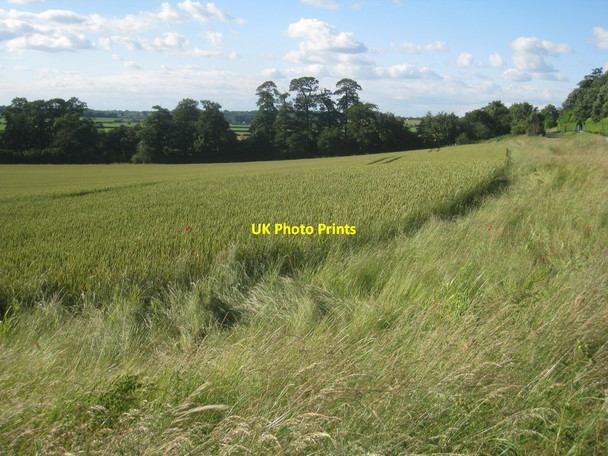 Photo 6"x4" Early summer at Fillingham Fillingham c2012