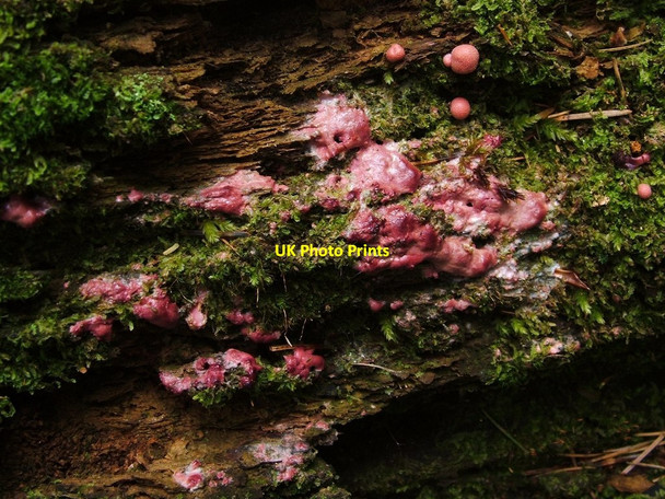 Photo 6"x4" A slime mould - Lycogala epidendrum (undeveloped) Dumbarton c2012