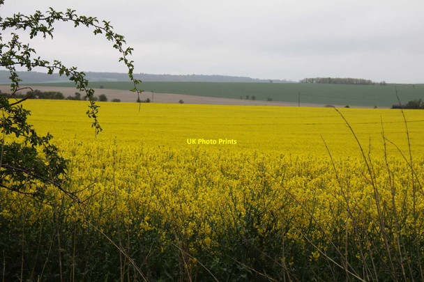 Photo 6"x4" A field of rape from White House Road North Stoke\/SU6186 c2012