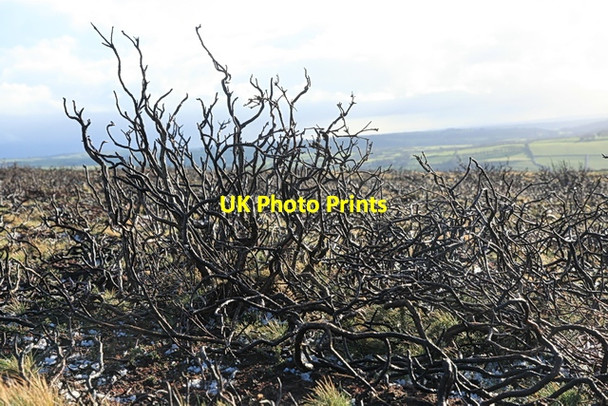 Photo 6"x4" Burned moorland, Great Hangman Combe Martin c2012