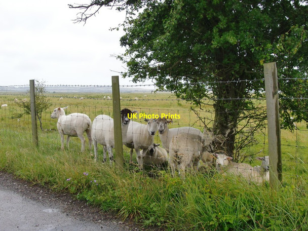 Photo 6"x4" Sheep sheltering from rain, Sheppey, July 2012 Queenborough\/TQ9172 c2012