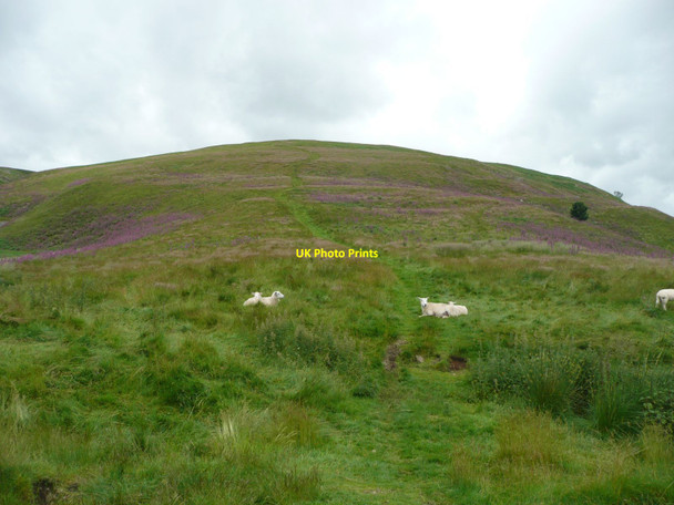 Photo 6"x4" Sheep defend the approach to Humbleton Hillfort Wooler c2012