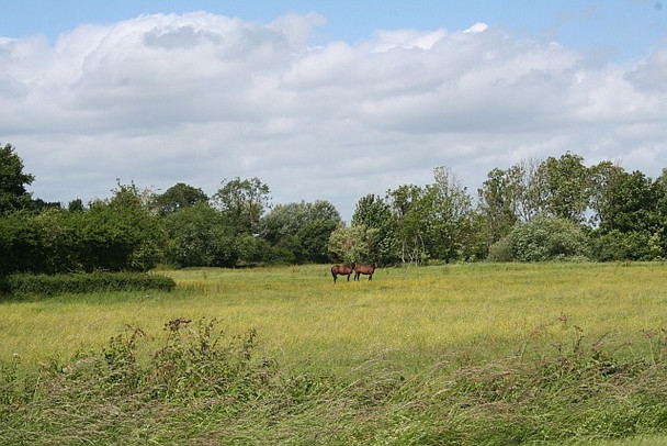 Photo 6"x4" Horse pasture Baughton c2008