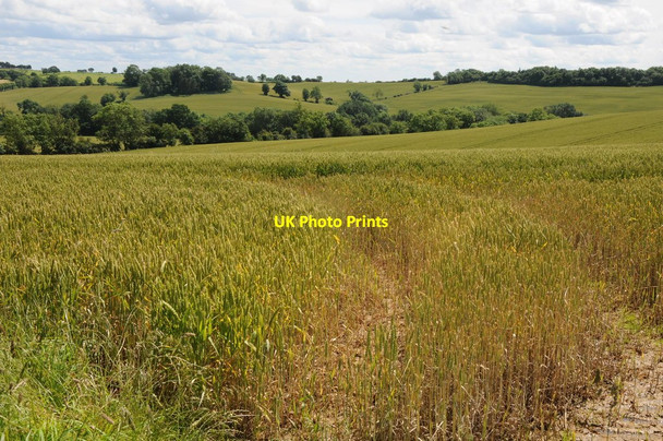 Photo 6"x4" Wheat field Tadmarton c2012
