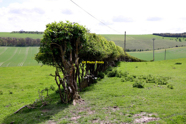 Photo 6"x4" Hedgerow by the footpath Moulsford c2012