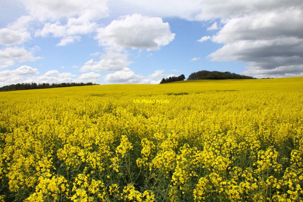 Photo 6"x4" Field of rape on Riddle Hill Woodway c2012