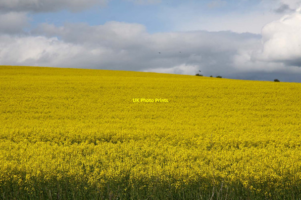 Photo 6"x4" Field of rape on Riddle Hill Aston Tirrold c2012
