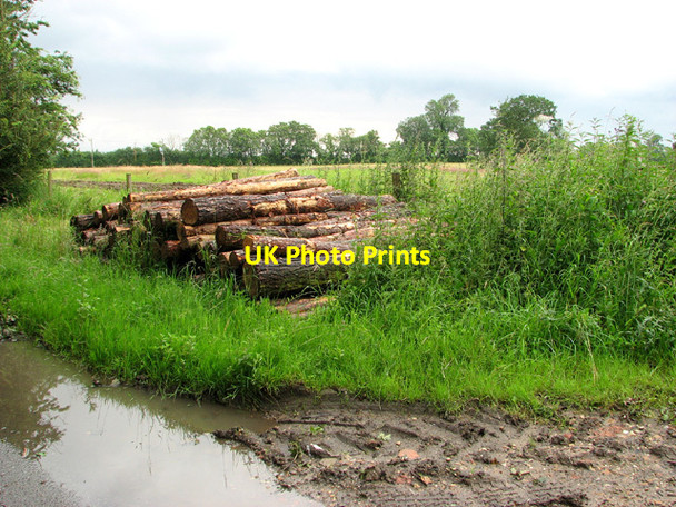 Photo 6"x4" Logs ready for collection beside Dynes Hall Road Great Maplestead c2012