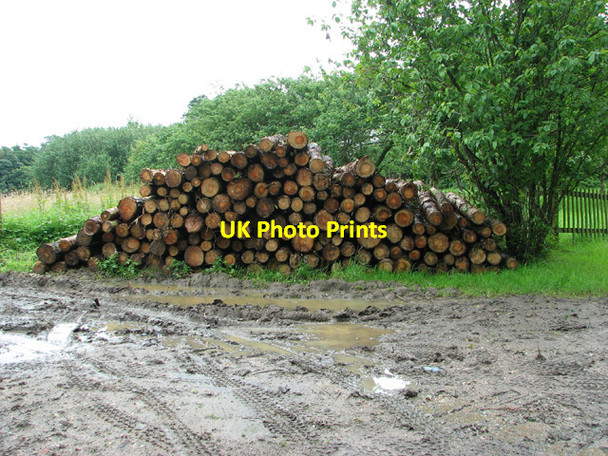 Photo 6"x4" Stacked logs by Rookery Wood Great Maplestead c2012