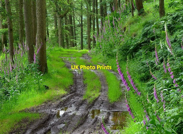 Photo 6"x4" In Borthaugh Covert Lynnwood\/NT4913 c2012