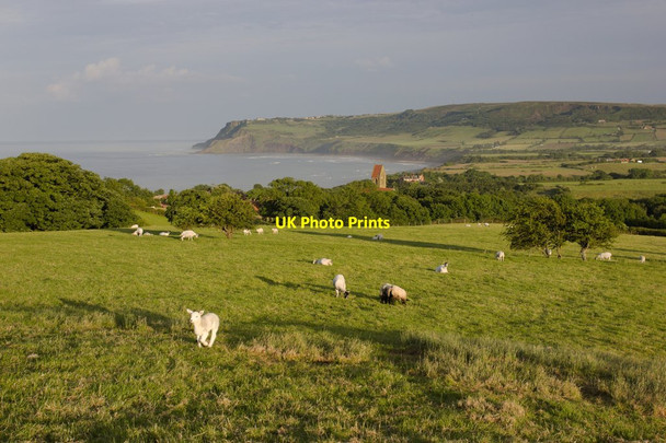 Photo 6"x4" Sheep Grazing, Hook House Farm Fylingthorpe c2012