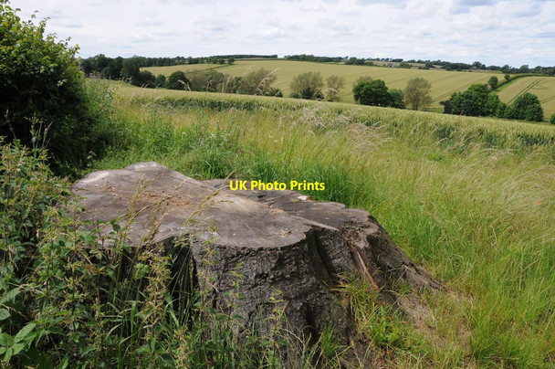 Photo 6"x4" Tree stump Lower Tadmarton c2012