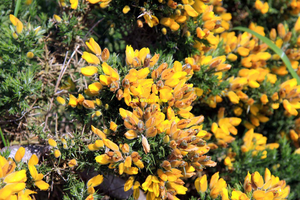 Photo 6"x4" Gorse by the footpath Seaford c2012
