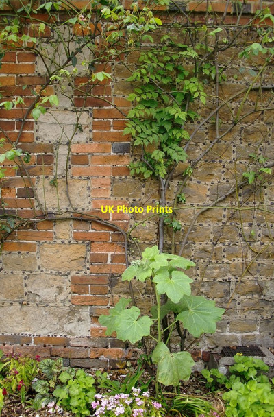Photo 6"x4" Galleting in a cottage wall at Witley (1) Culmer c2012