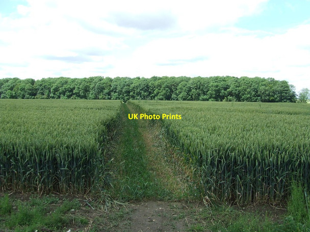 Photo 6"x4" To The Wood West Wratting c2012