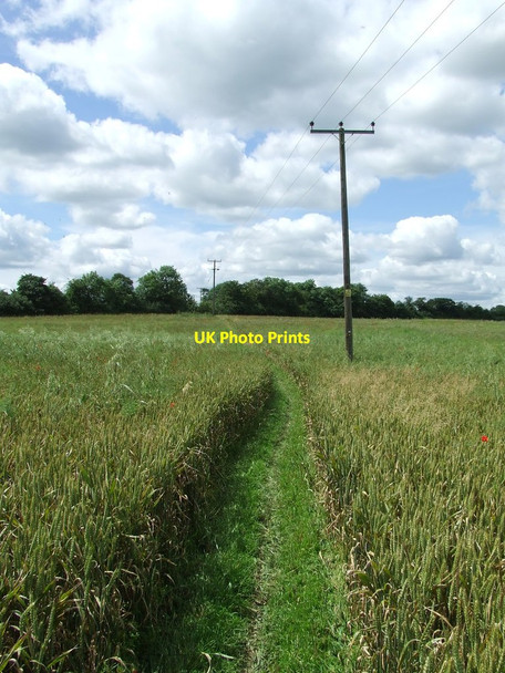 Photo 6"x4" Through The Wheat West Wratting c2012