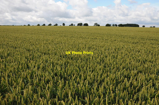 Photo 6"x4" Cotswold arable land Upper Swell c2012