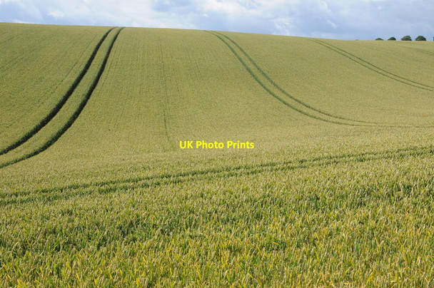 Photo 6"x4" Rolling wheat field Upper Swell c2012