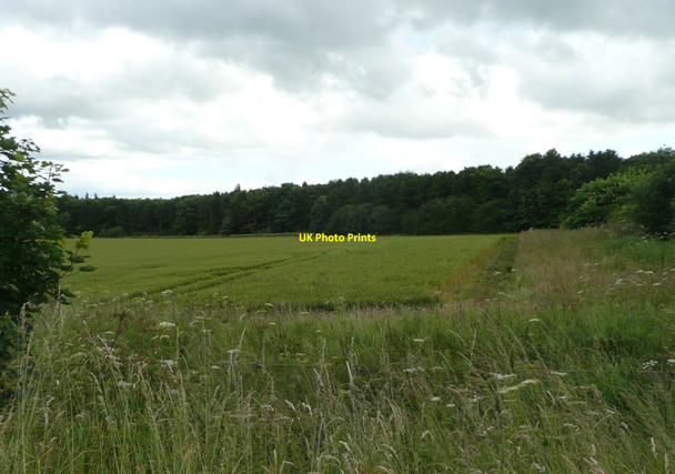 Photo 6"x4" Looking across the wheatfield Alnwick c2012