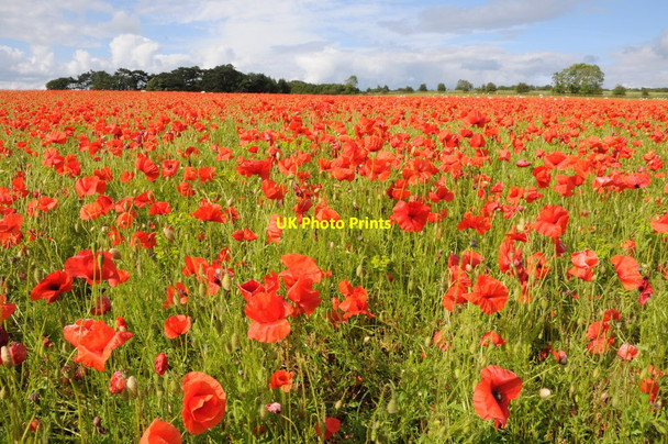Photo 6"x4" Poppy field Condicote c2012