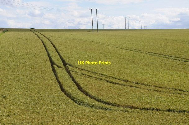 Photo 6"x4" Wheat field near Lower Swell Lower Swell c2012