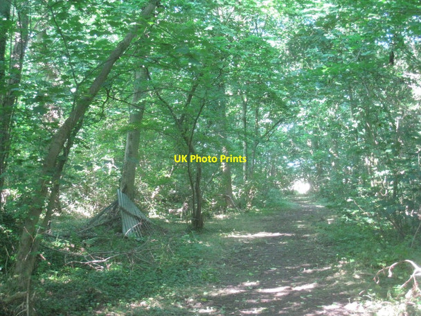 Photo 6"x4" Track through Hunger Hill Wood Riby c2012