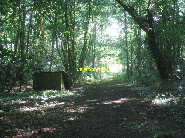 Photo 6"x4" Track through Hunger Hill Wood Riby c2012 P1