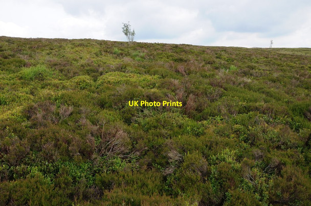 Photo 6"x4" Heather moorland Fishpools c2012